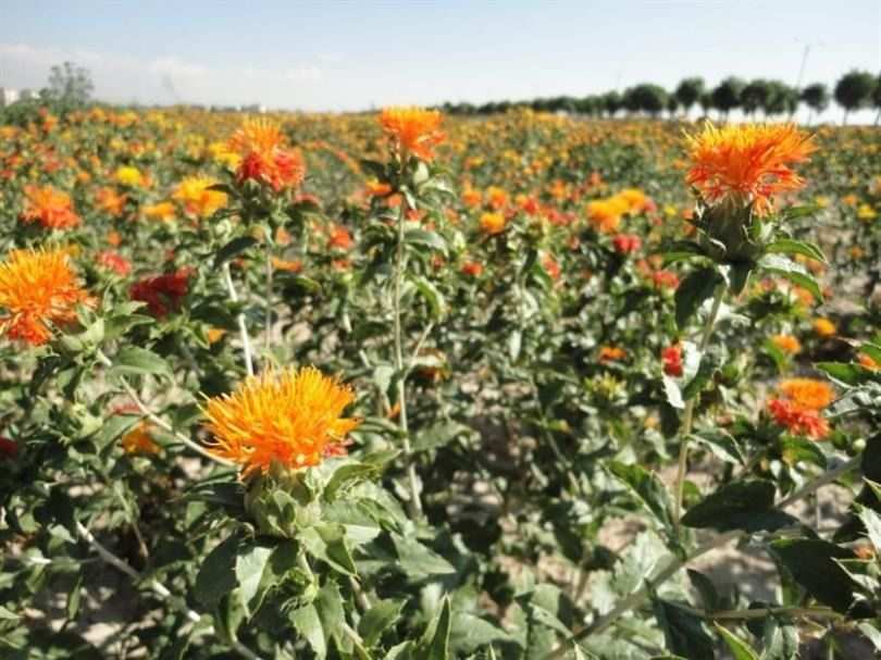 Kayseri, Aspir üretiminde Türkiye’nin lideri