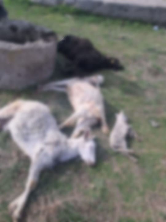 Ağıla giren köpek küçükbaş hayvanları telef etti