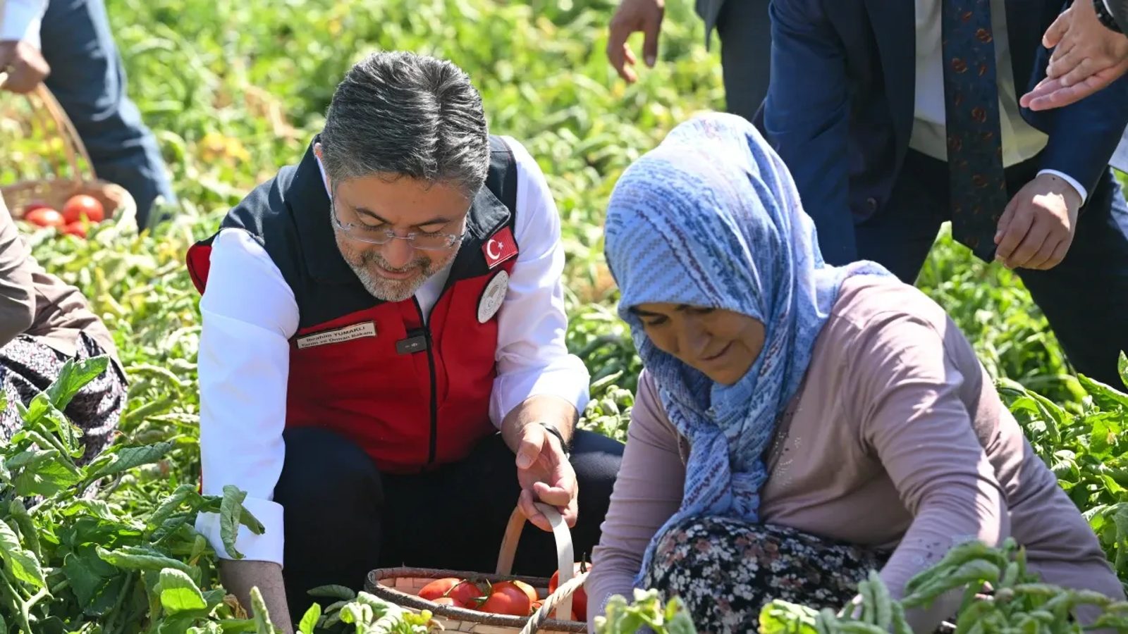 Tarım ve Orman Bakanı Yumaklı, Ayaş'ta domates hasadına katıldı: