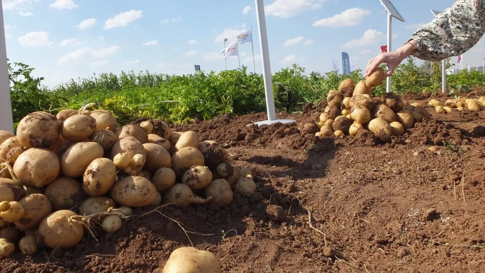 Nevşehir'de Patates Günleri Fuarı açıldı