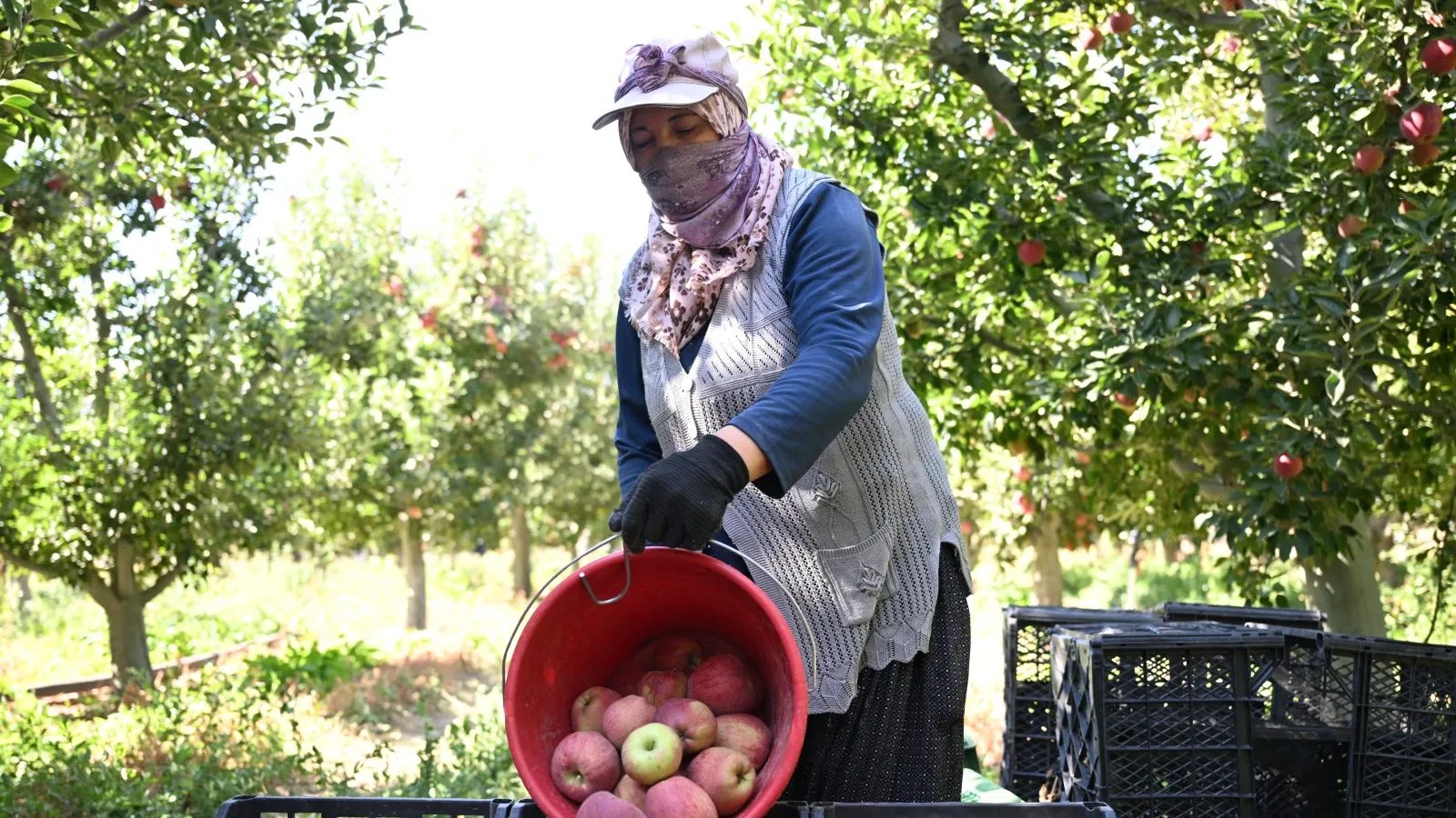 Elma bahçesini "spring su uygulaması" ile zirai dondan koruyan üretici hasada başladı
