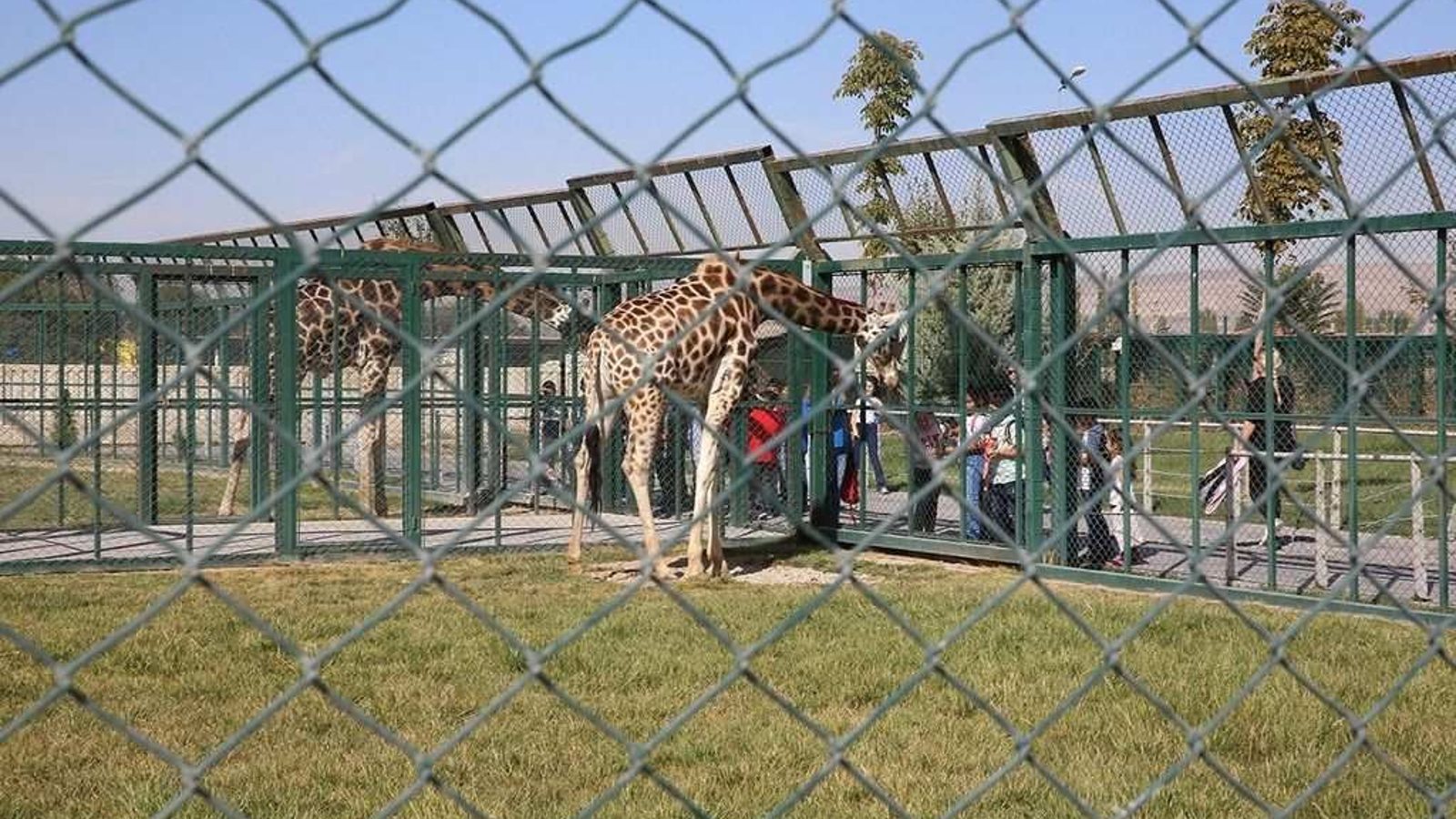 Kayseri Hayvanat Bahçesi bayramın 3 günü ücretsiz ziyaret edilebilecek