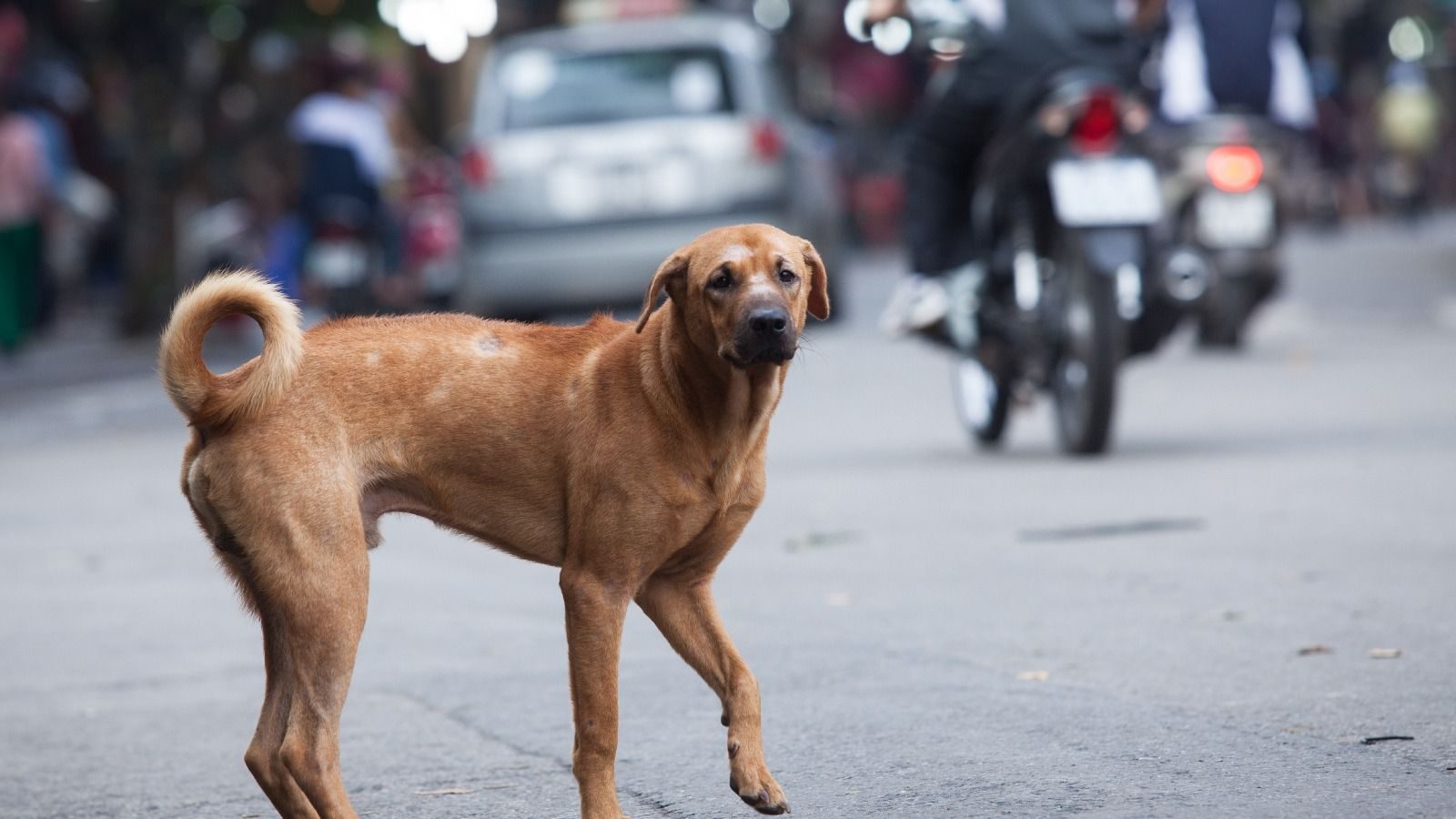 Bakan Çiftçi: ‘’Yılbaşına kadar sokak köpeklerinin tamamı toplanacak’’