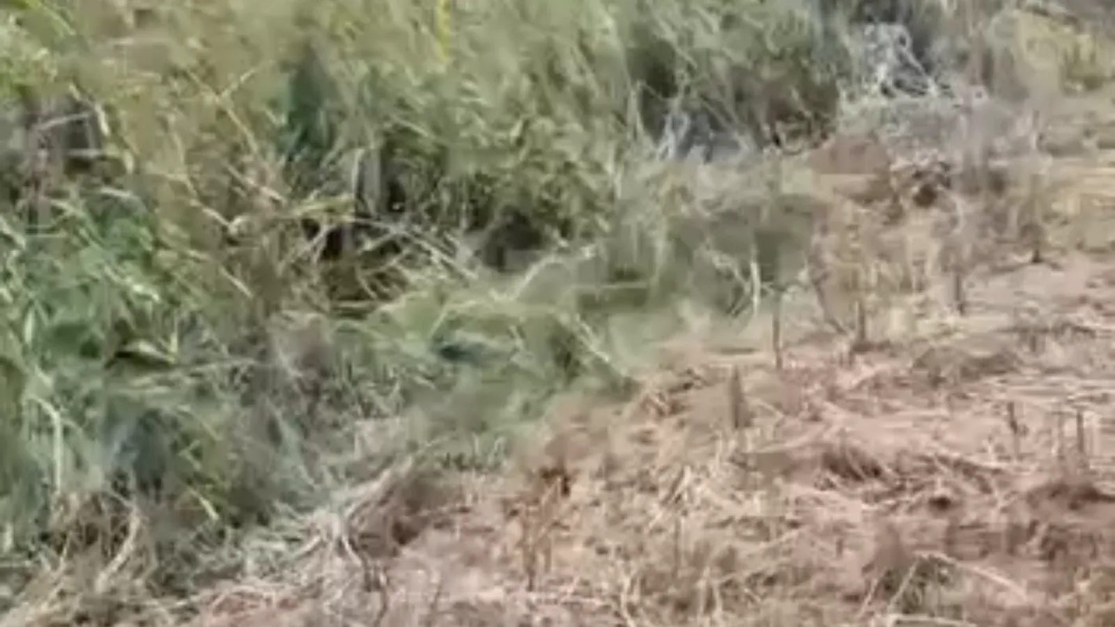 Yahyalı İlyaslı Mahallesi mezarlığına ot nedeniyle erişim sağlanamıyor