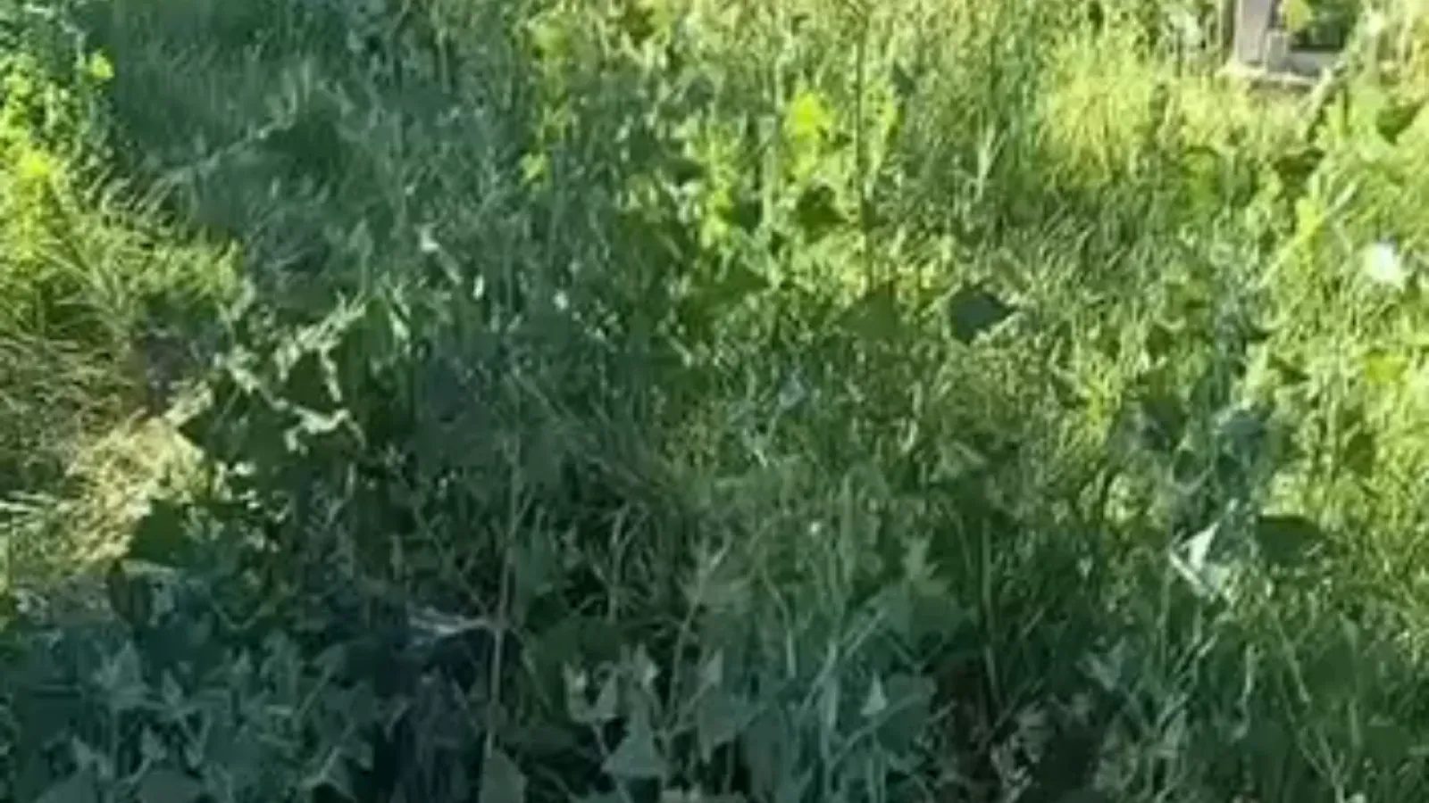 Yahyalı İlyaslı mezarlığında bakım sorunu yaşanıyor