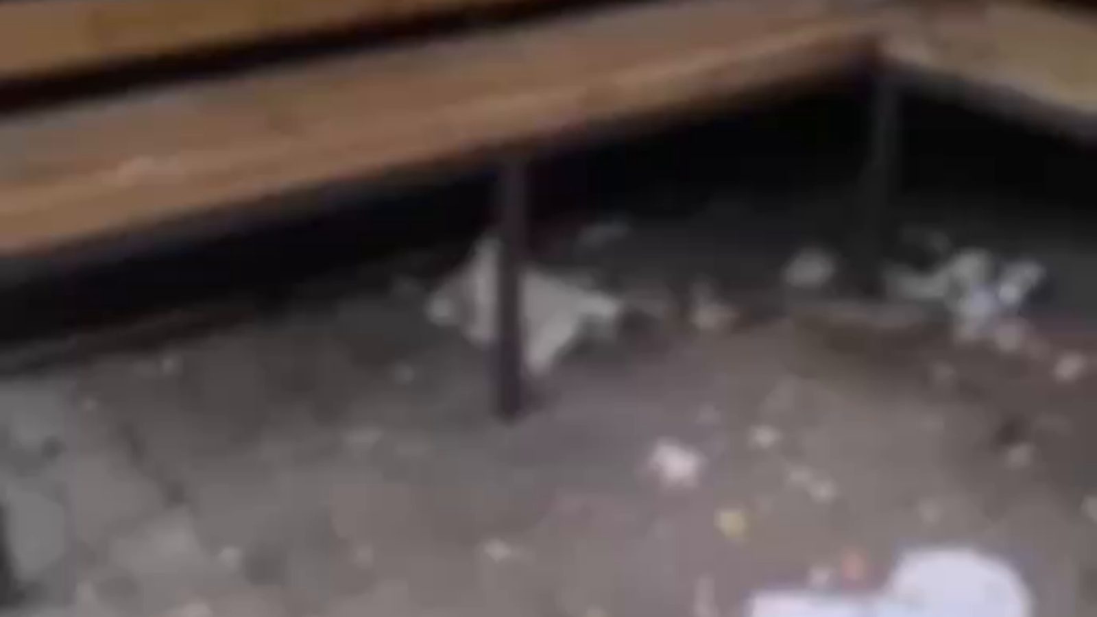 Belsin'de kamelyanın durumu tepki çekti