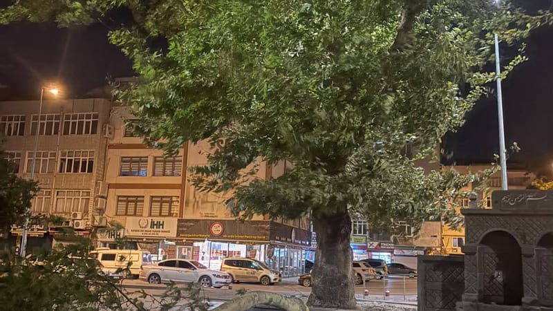 Hunat Camii avlusundaki ağaç rüzgardan kırıldı