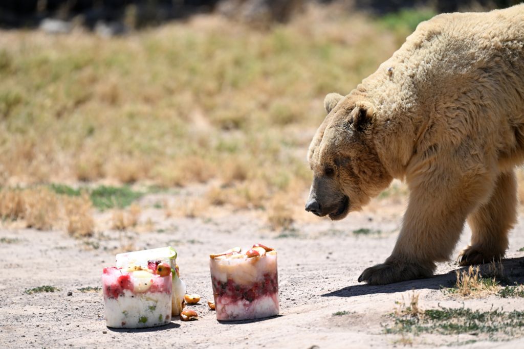Zafer Bayramı’nda Kayserililere O Girişler Ücretsiz Yapıldı